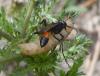 Podalonia hirsuta